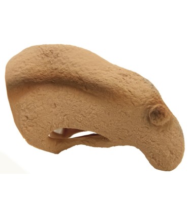 NARIZ DE BRUJA