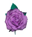 ROSA DEL SUR TEÑIDA