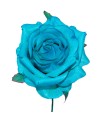 CAPULLO ROSA TEÑIDO