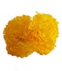 CLAVEL DOS FLORES