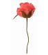 CAPULLO ROSA TEÑIDO