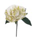 ROSA DANZA DIFUMINADA