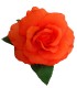 ROSA DANZA