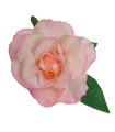 ROSA DANZA