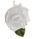 FLOR SIENA