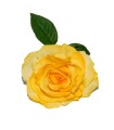 ROSA DEL SUR