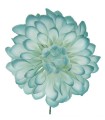 FLOR DALIA AMARANTE
