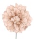 FLOR DALIA AMARTE