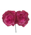 ROSA OPORTO