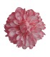 FLOR DALIA AMARANTE