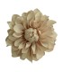 FLOR DALIA AMARANTE