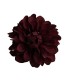 FLOR DALIA AMARANTE