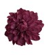FLOR DALIA AMARANTE