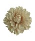 FLOR DALIA AMARANTE