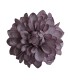 FLOR DALIA AMARANTE