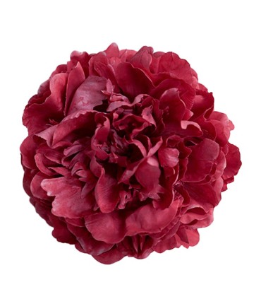 PEONIA GIGANTE TEÑIDA