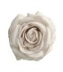 ROSA OPORTO