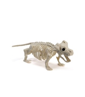 ESQUELETO PERRO