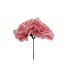 CLAVEL DOS FLORES