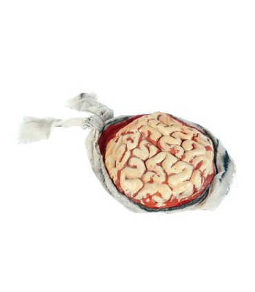 CEREBRO POSTIZO LATEX